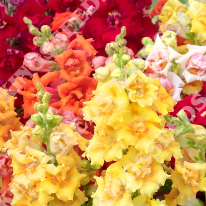 Picture of Antirrhinum - Sweet Duet Mixed F1